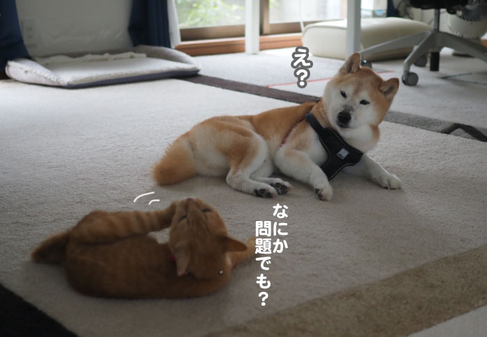 4日夕ブログ８
