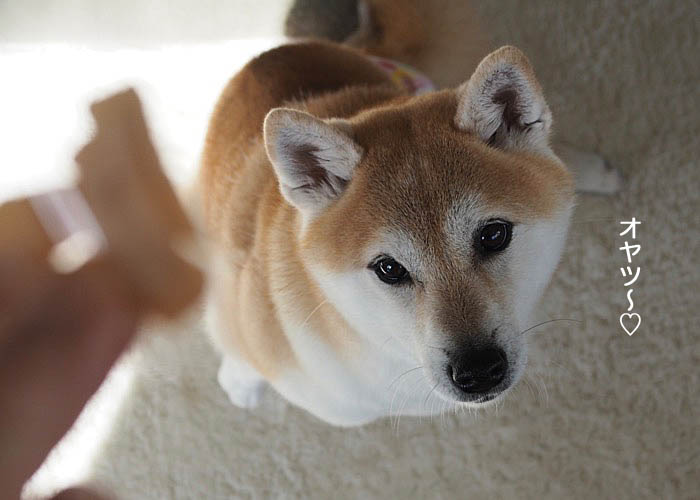11日ブログ２