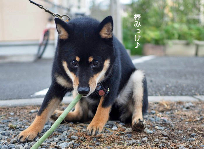 9日夕ブログ７