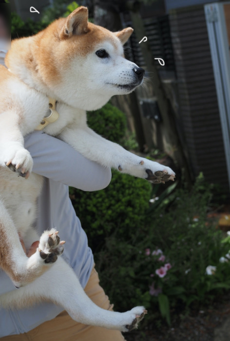 11日夕ブログ１０