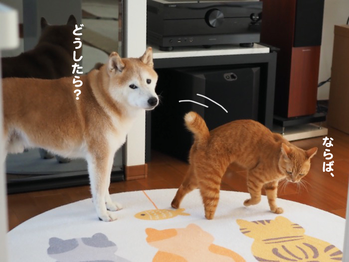 9日夕ブログ４