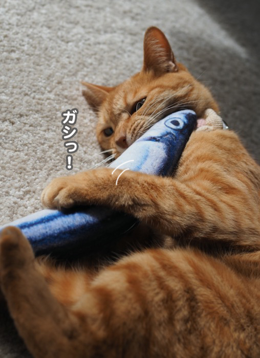 26日夕ブログ３