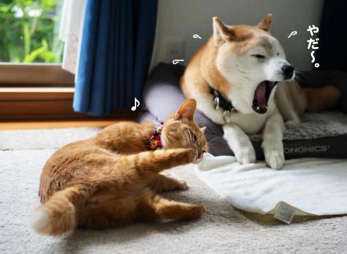 13日夕ブログ３