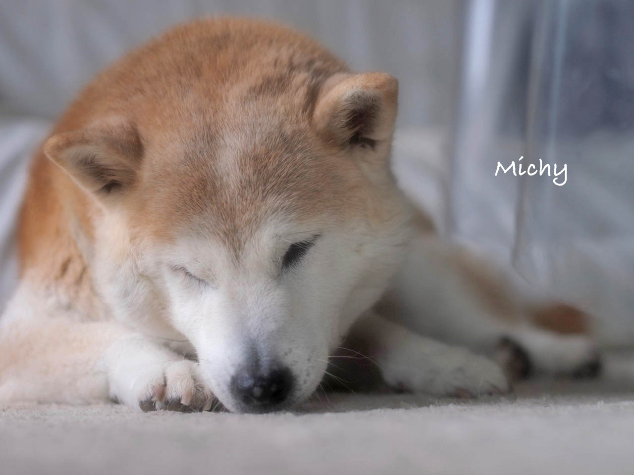 愛犬に 老い を感じる時 湘南凸凹柴wan日記 Powered By ライブドアブログ