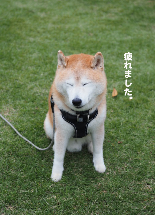7日夕ブログ２６