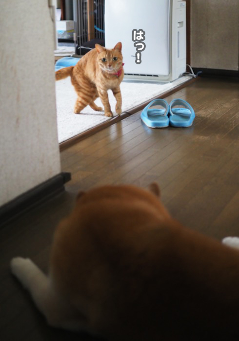 11日夕ブログ5