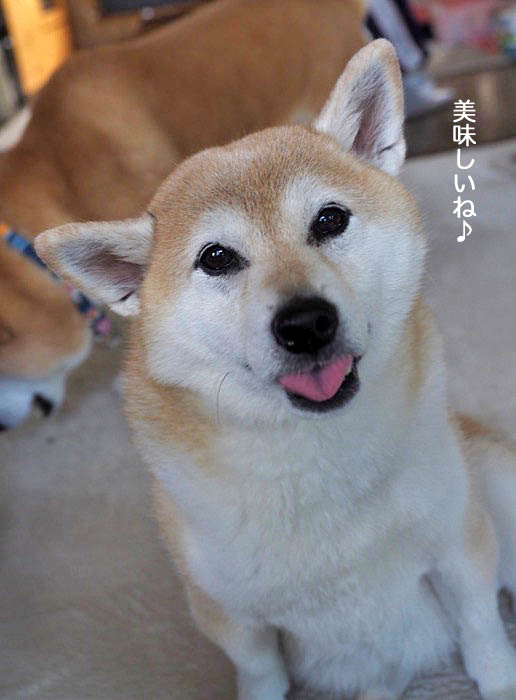 20日夕ブログ５