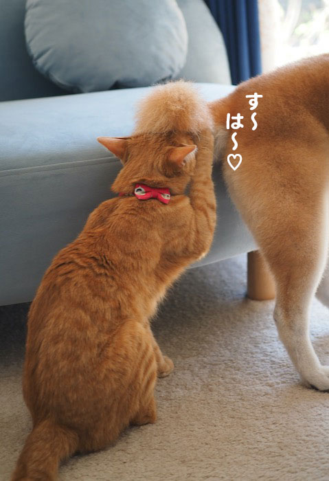 11日夕ブログ１２