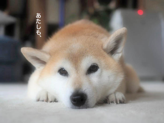 11日夕ブログ４
