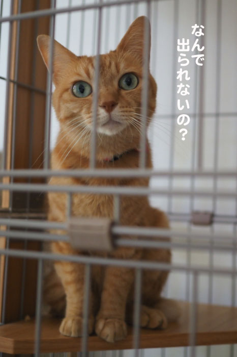 11日夕ブログ３