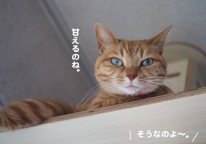 18日夕ブログ７