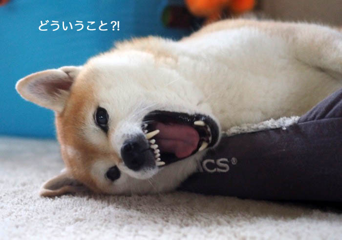 1日夕ブログ７
