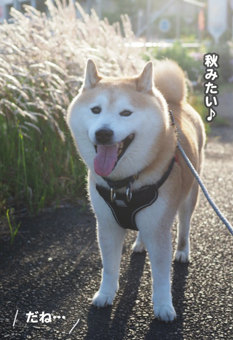 17日ブログ4