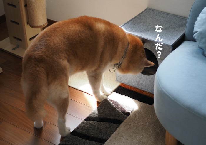 ３日夕ブログ５