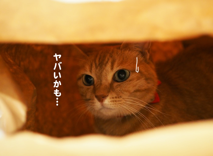 25日夕ブログ６