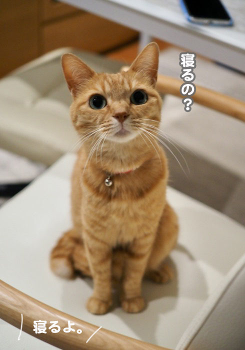 18日の夕ブログ2