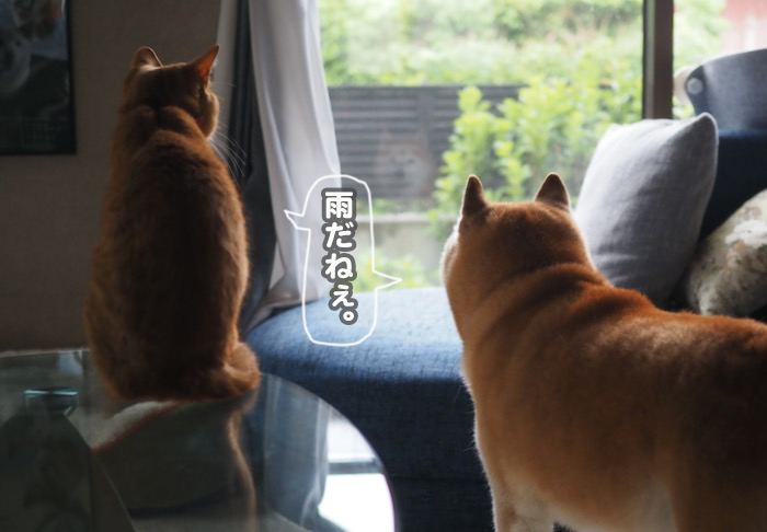 13日夕ブログ６
