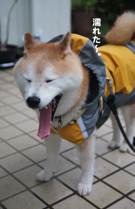 13日夕ブログ４