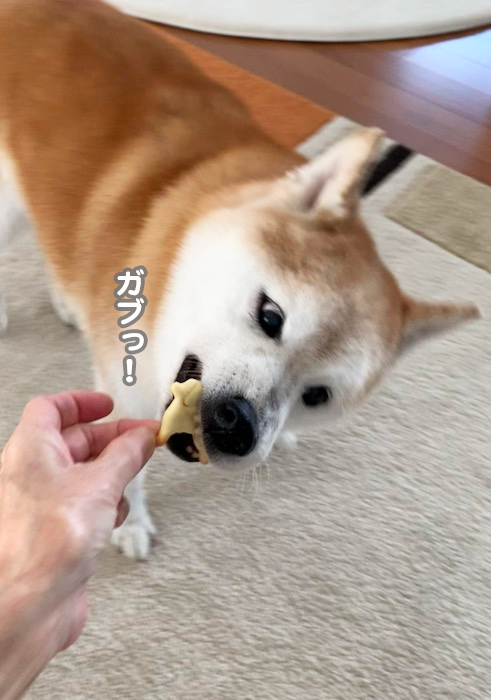 11日夕ブログ９