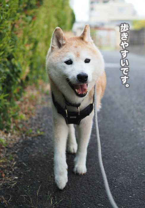 28日夕ブログ３