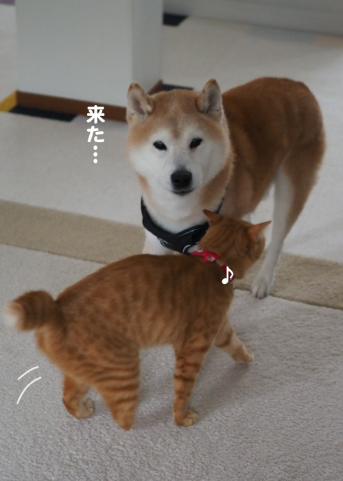 26日夕ブログ２