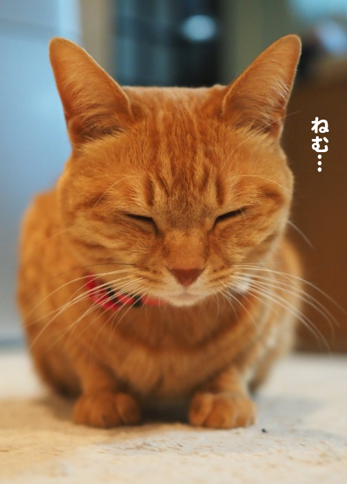 15日ブログ１