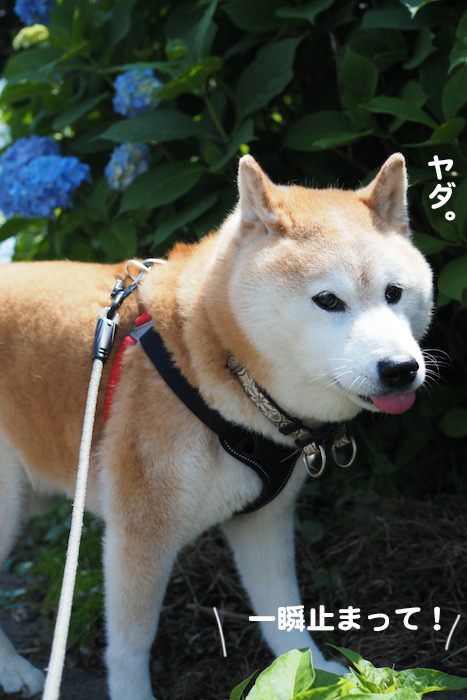 16日夕ブログ３
