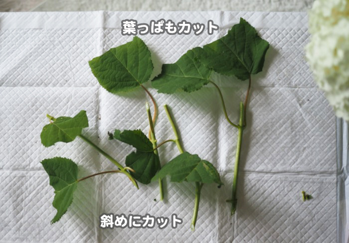 13日夕ブログ９