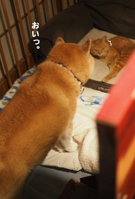 14日夕ブログ２
