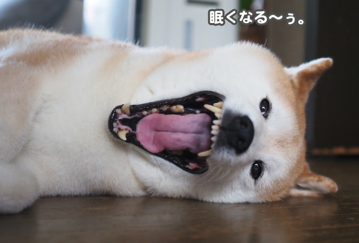 30日夕ブログ４