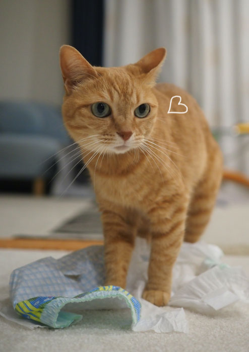 15日夕ブログ６