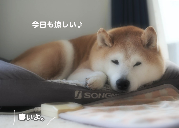 31日夕ブログ２