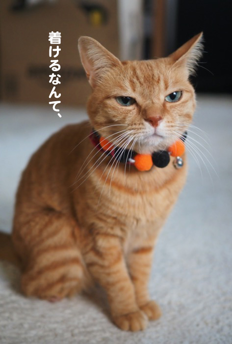 20日夕ブログ３