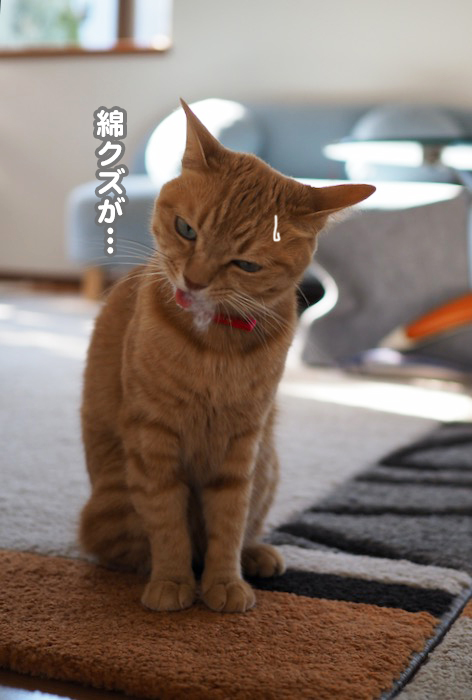 11日夕ブログ４