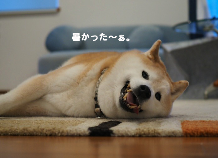 26日夕ブログ5
