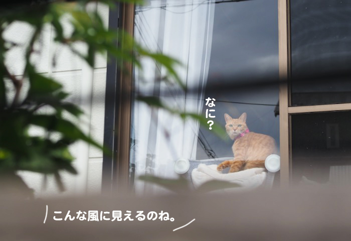 29日夕ブログ４
