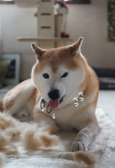 21日夕ブログ７