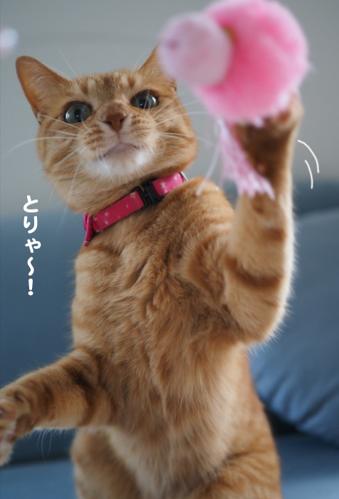 17日夕ブログ８