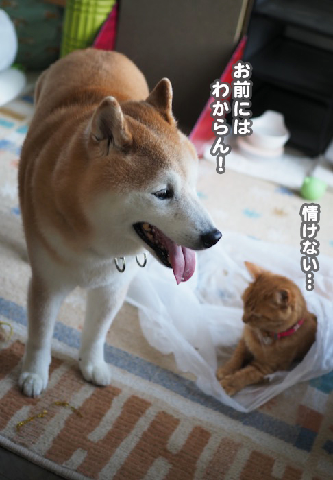 19日ブログ５