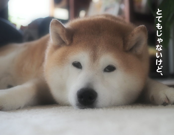 9日夕ブログ７