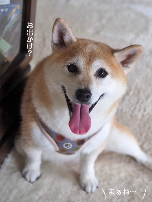 16日夕ブログ３