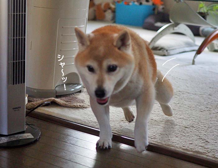21日夕ブログ３