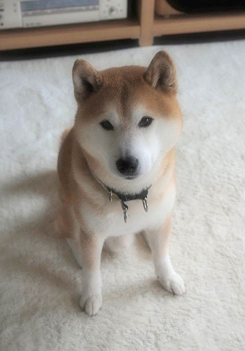 26日午後ブログ12