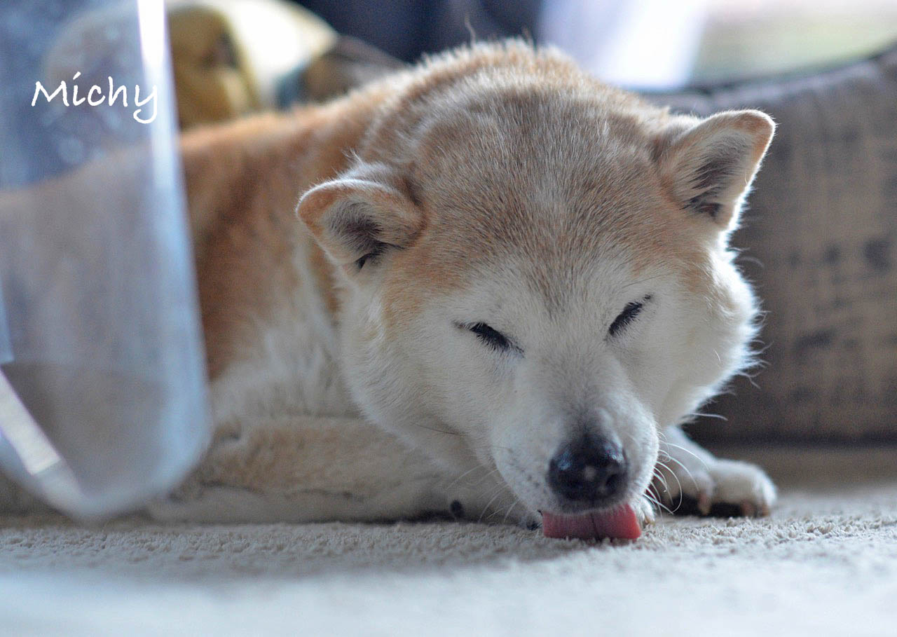 犬にまつわる言い方について思うこと 湘南凸凹柴wan日記 Powered By ライブドアブログ 犬にまつわる言い方について思うこと 湘南凸凹柴wan日記 Powered By ライブドアブログ