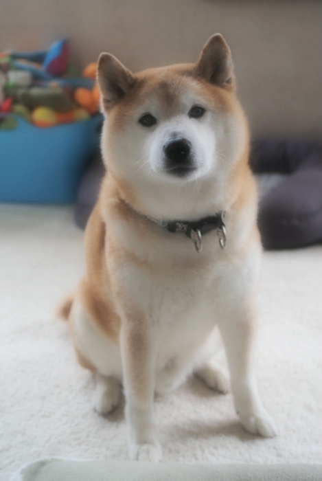 30日ブログ３