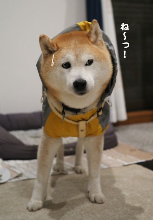 27日ブログ５
