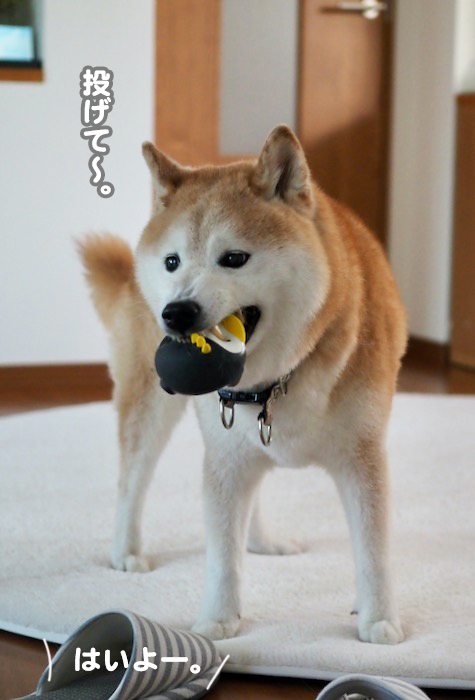 27日夕ブログ３