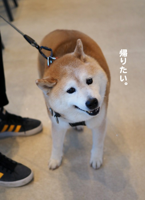 16日夕ブログ７