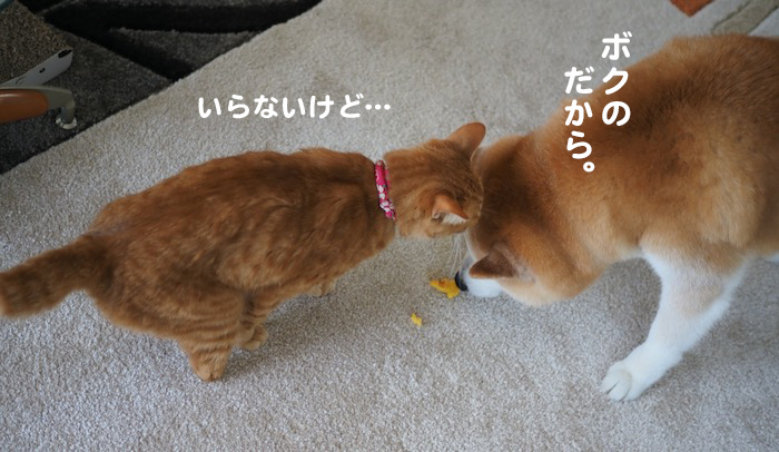 28日夕ブログ７