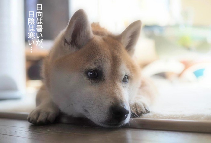 24日夜用8